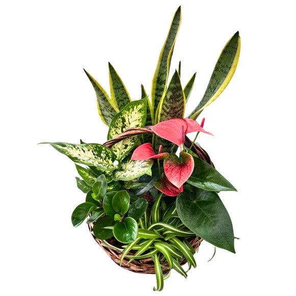 Cesta de jardinería tropical