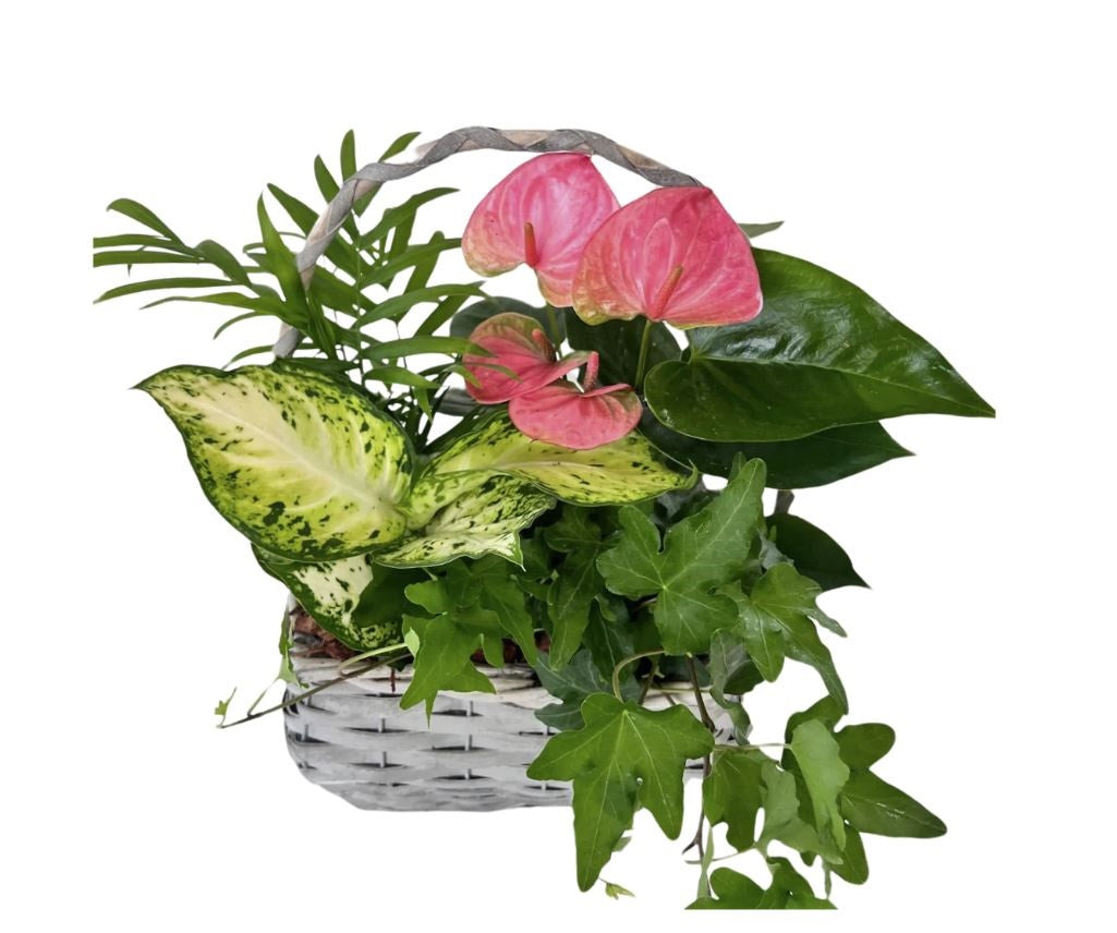 HeartLake Tropical Wicker basket – HEART LAKE FLOWERS & GIFTS, Brampton ON