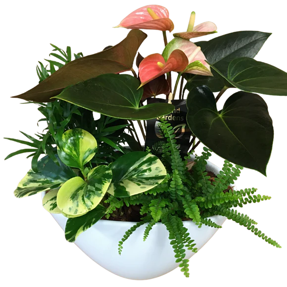 Large Eillen - Tropical planter