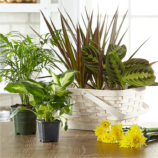 Florist Designed Blooming and Green Plants in a Basket – HEART LAKE FLOWERS & GIFTS, Brampton ON