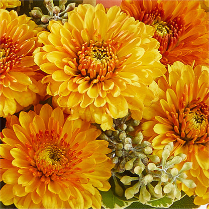 Peachy Pumpkin – HEART LAKE FLOWERS & GIFTS, Brampton ON