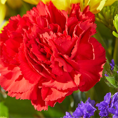 Brighter Days Bouquet – HEART LAKE FLOWERS & GIFTS, Brampton ON