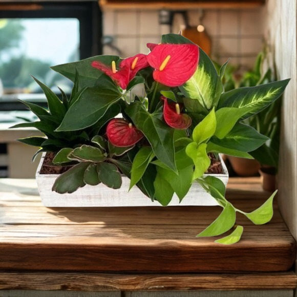 Fall XL White Wash Box Tropical Planter