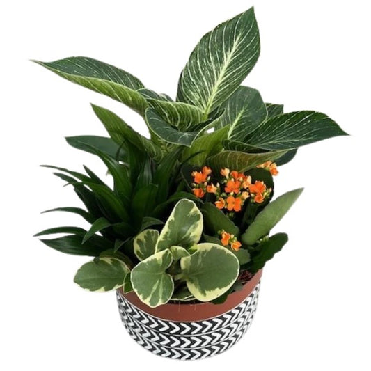 Fall Large Birkin Mix Black and White Arrow Tin