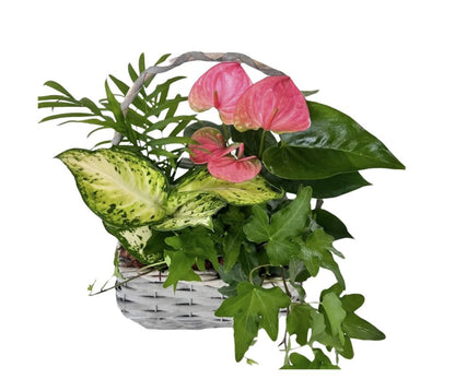 HeartLake Tropical Wicker basket  – HEART LAKE FLOWERS & GIFTS, Brampton ON