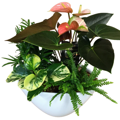 Large Eillen - Tropical planter – HEART LAKE FLOWERS & GIFTS, Brampton ON