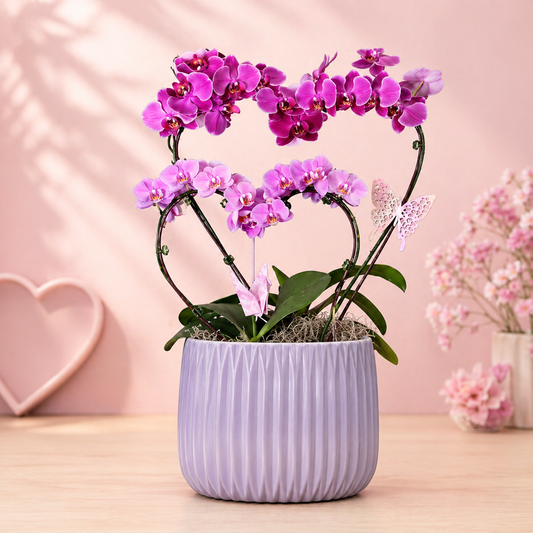 Heart Orchid plnater