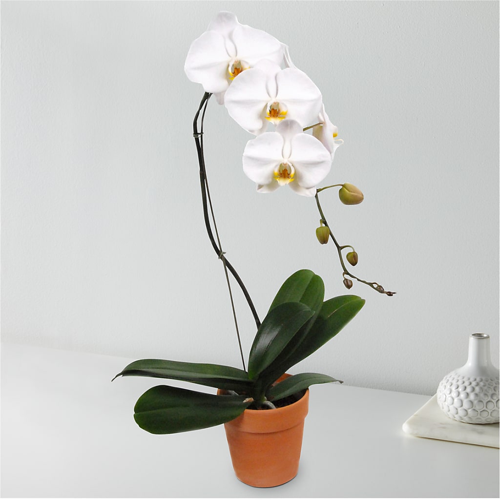 White Cascading Orchid