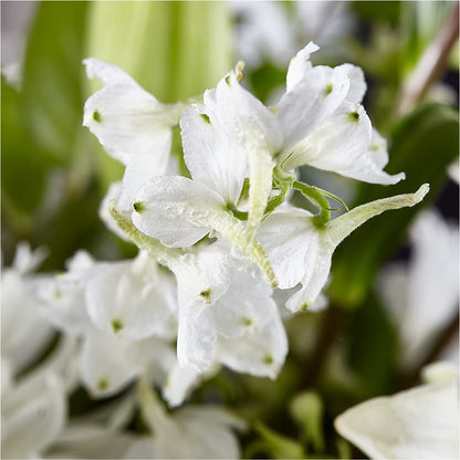 Classic Ivory – A Florist Original – HEART LAKE FLOWERS & GIFTS, Brampton ON