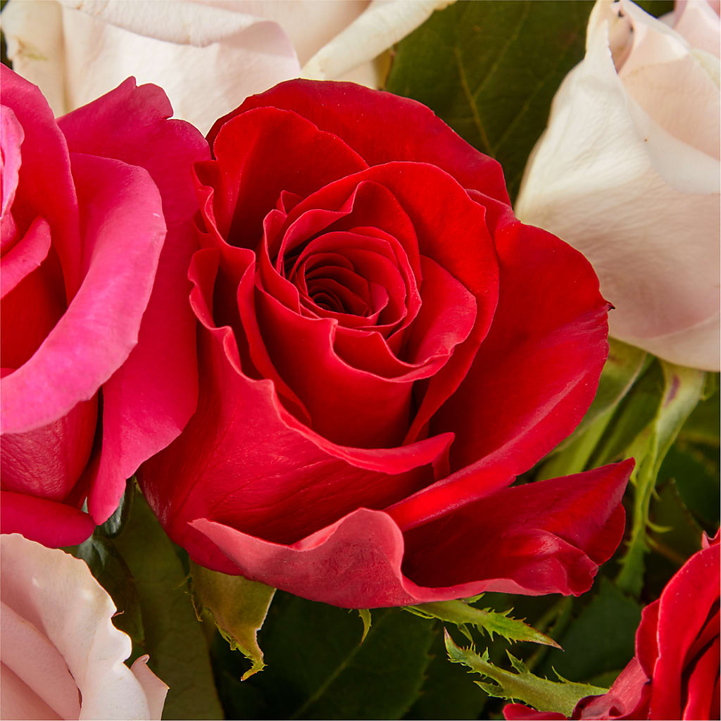 Charming Rose Bouquet – HEART LAKE FLOWERS & GIFTS, Brampton ON